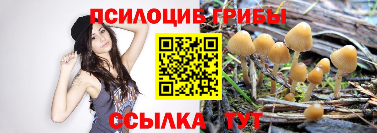 Галлюциногенные грибы Psilocybe  Вход с VPN  Котлас 